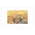 8.  Gingko Yellow       金秋银杏黄